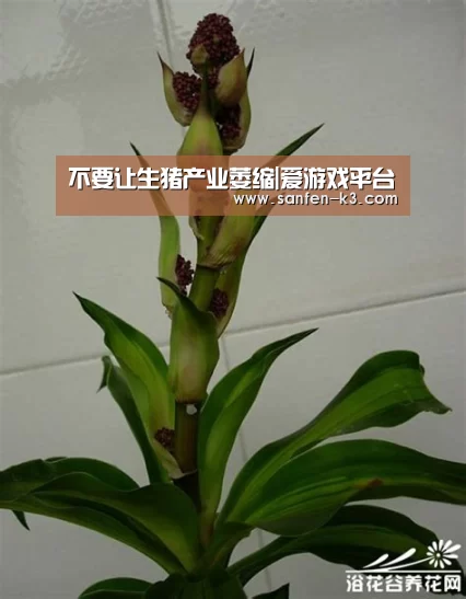 不要让生猪产业萎缩|爱游戏平台(图1) 爱游戏官网